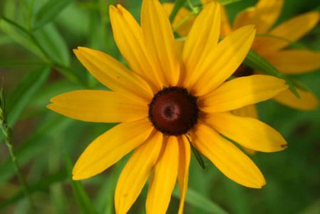 Flowers  and Plants Gallery Black-eyed-susan