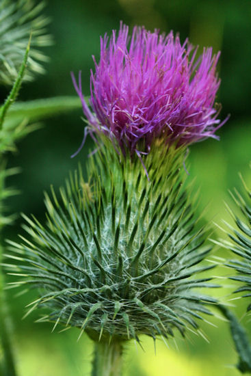 Flowers  and Plants Gallery Bull-thistle