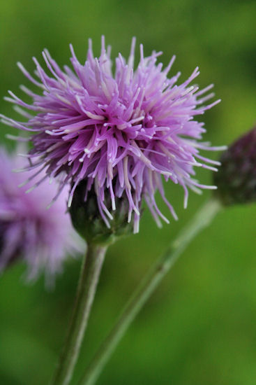 Flowers  and Plants Gallery Canada-thistle