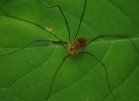 Flowers  and Plants Gallery Daddy-longlegs