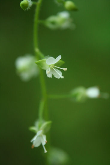 Flowers  and Plants Gallery Enchanters-nightshade