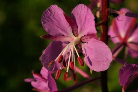 Flowers  and Plants Gallery Fireweed