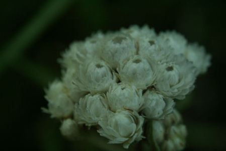 Flowers  and Plants Gallery Pearly-everlasting